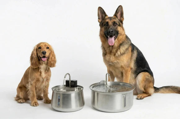Dog water fountain feature